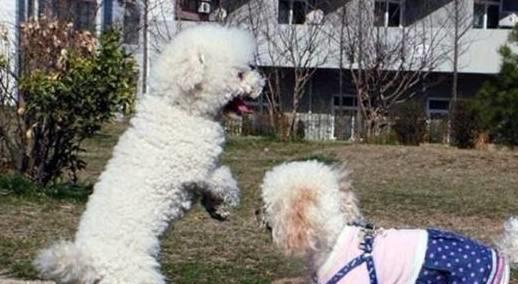 贵宾犬是否容易饲养,需要从它们的优缺点入手考虑