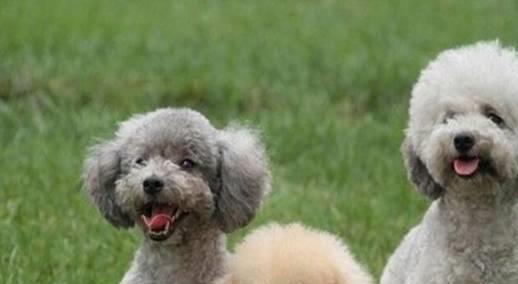 贵宾犬是否容易饲养,需要从它们的优缺点入手考虑