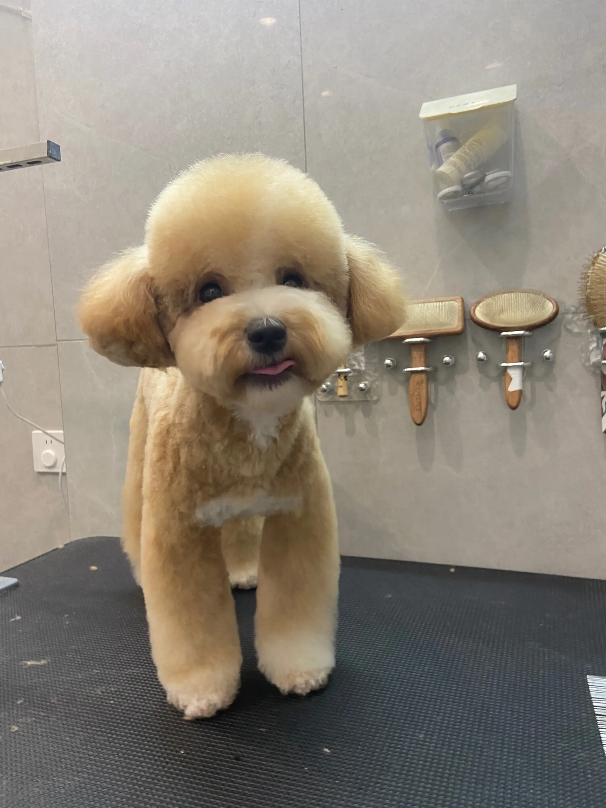 贵宾犬专业饲养指南，这个被誉为"犬中贵族"的品种需要特别的养护策略