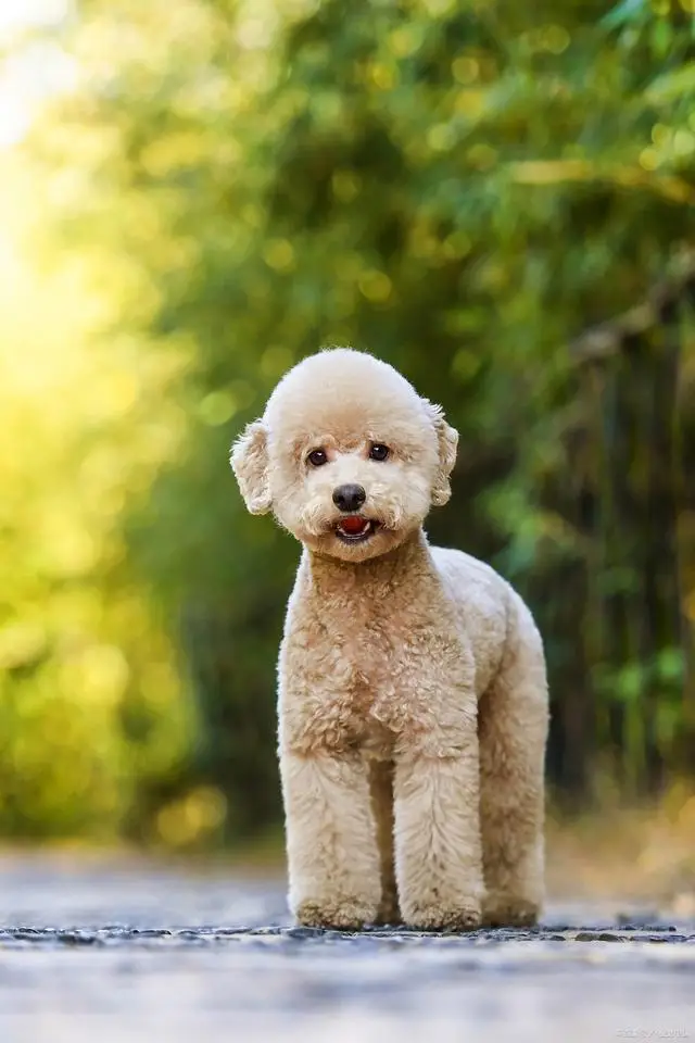贵宾犬专业饲养指南，这个被誉为"犬中贵族"的品种需要特别的养护策略