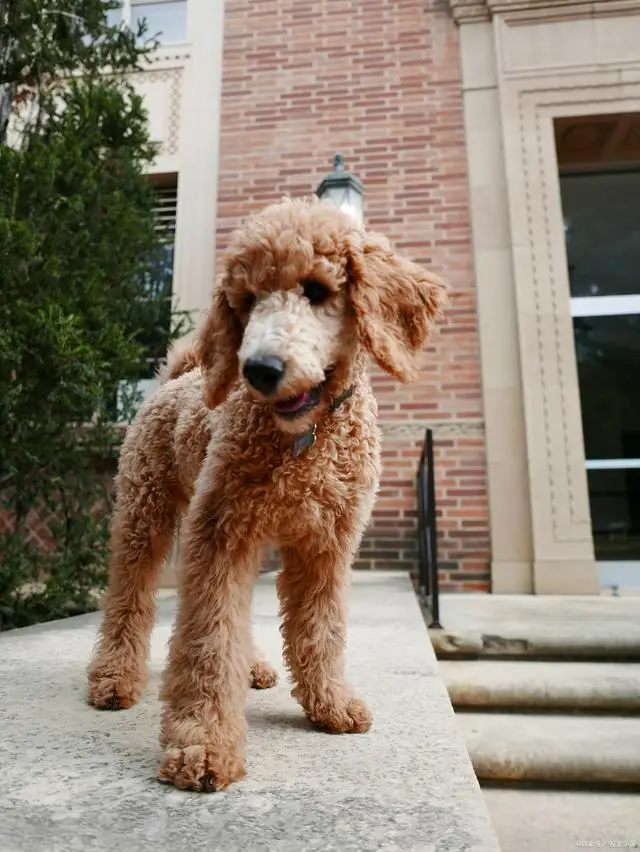贵宾犬专业饲养指南，这个被誉为"犬中贵族"的品种需要特别的养护策略