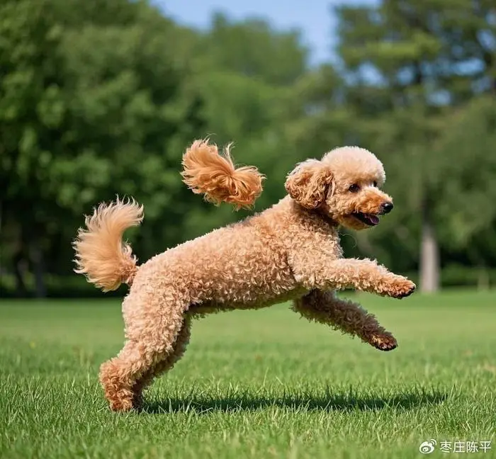 贵宾犬专业饲养指南，这个被誉为"犬中贵族"的品种需要特别的养护策略