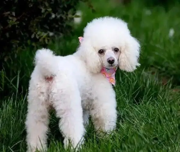 贵宾犬专业饲养指南，这个被誉为"犬中贵族"的品种需要特别的养护策略