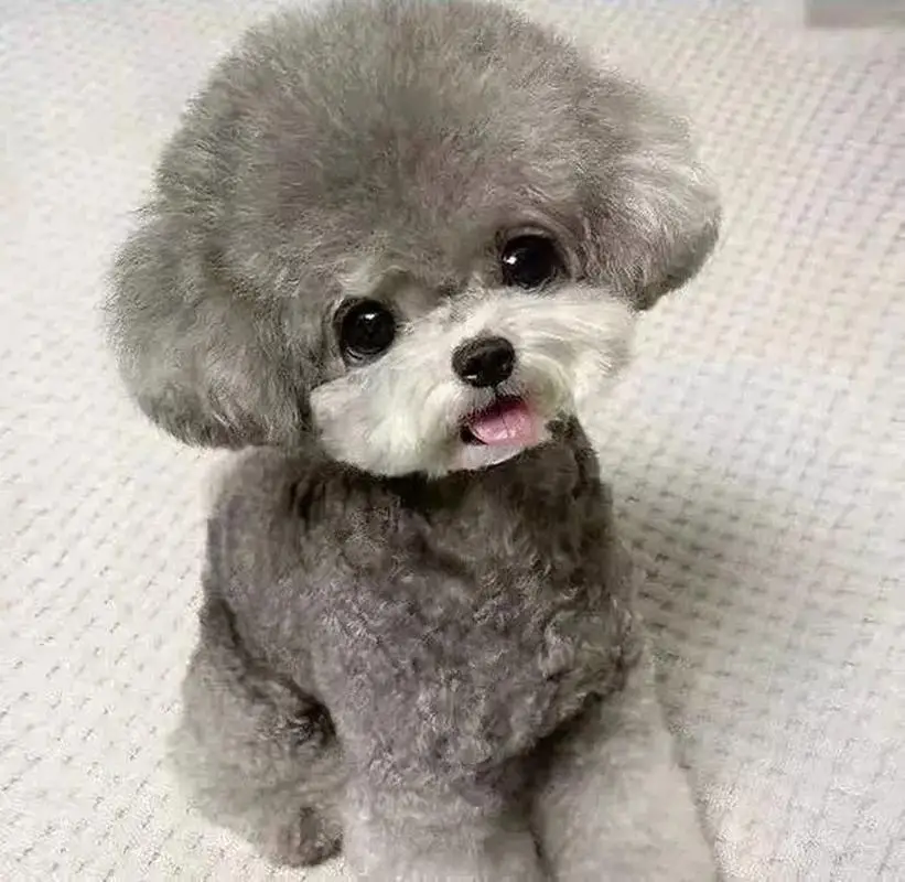 贵宾犬专业饲养指南，这个被誉为"犬中贵族"的品种需要特别的养护策略