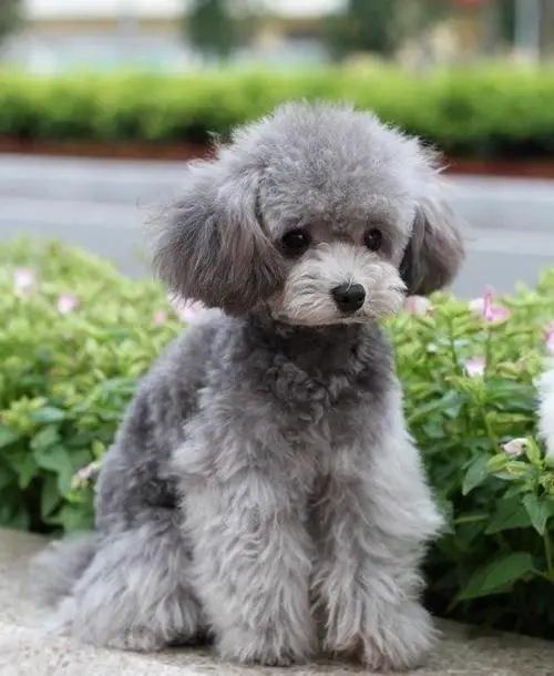 贵宾犬专业饲养指南，这个被誉为"犬中贵族"的品种需要特别的养护策略