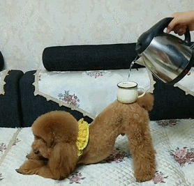 如何养好一只贵宾犬？这6点很关键，不妨看看