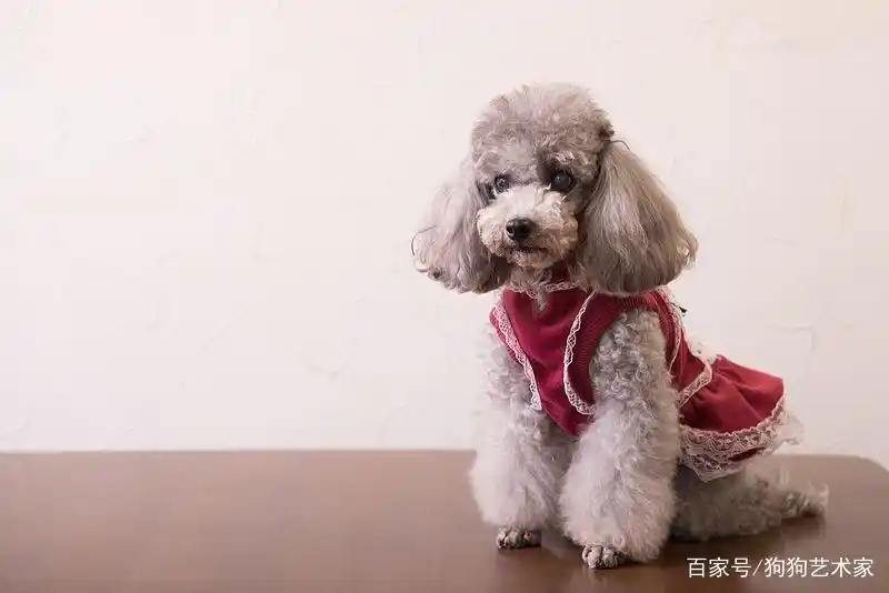如何养好一只贵宾犬？这6点很关键，不妨看看