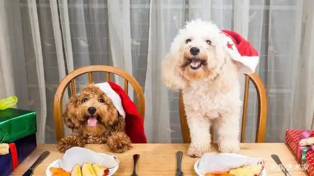 如何养好一只贵宾犬？这6点很关键，不妨看看