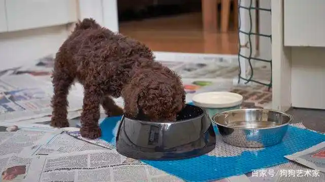 如何养好一只贵宾犬？这6点很关键，不妨看看