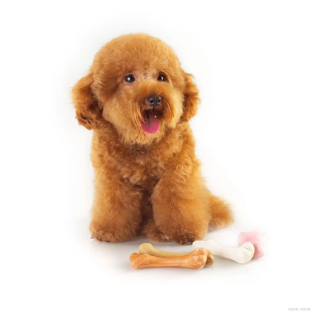 3个月泰迪幼犬培养指南：从适应到习惯，手把手教你科学带娃