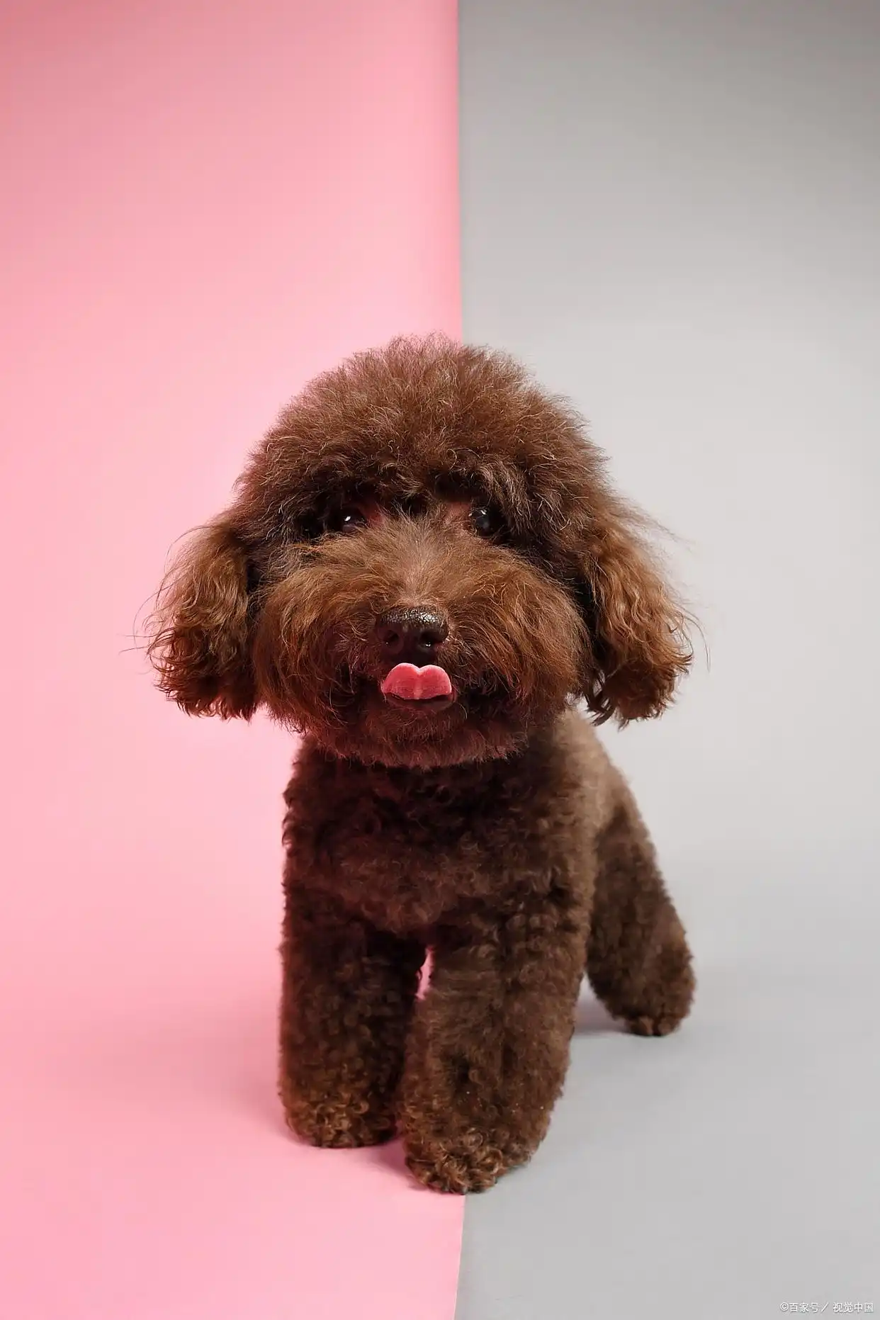 3个月泰迪幼犬培养指南:从适应到习惯,手把手教你科学带娃