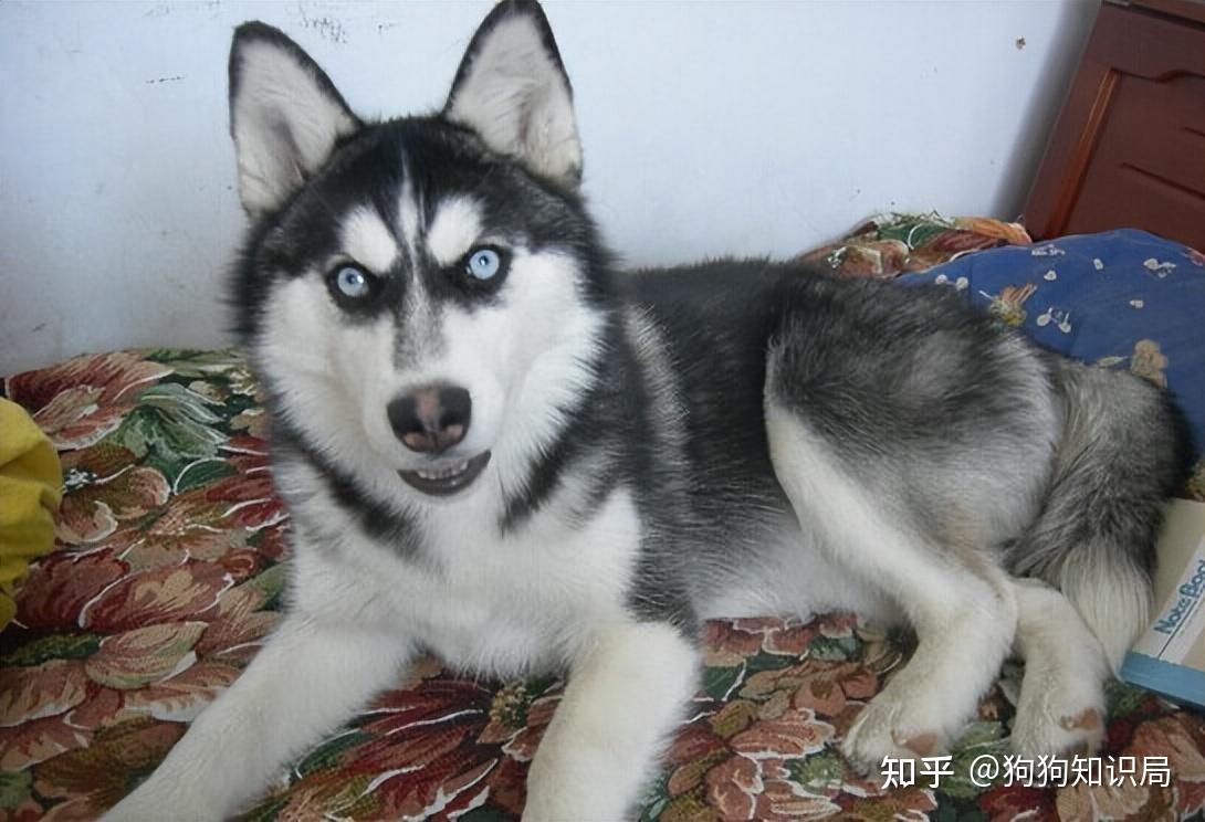 最全!常见的27种狗狗,你认识几种?