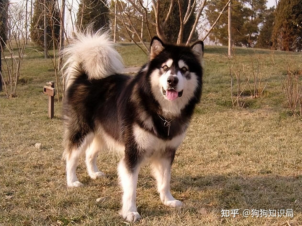 最全!常见的27种狗狗,你认识几种?