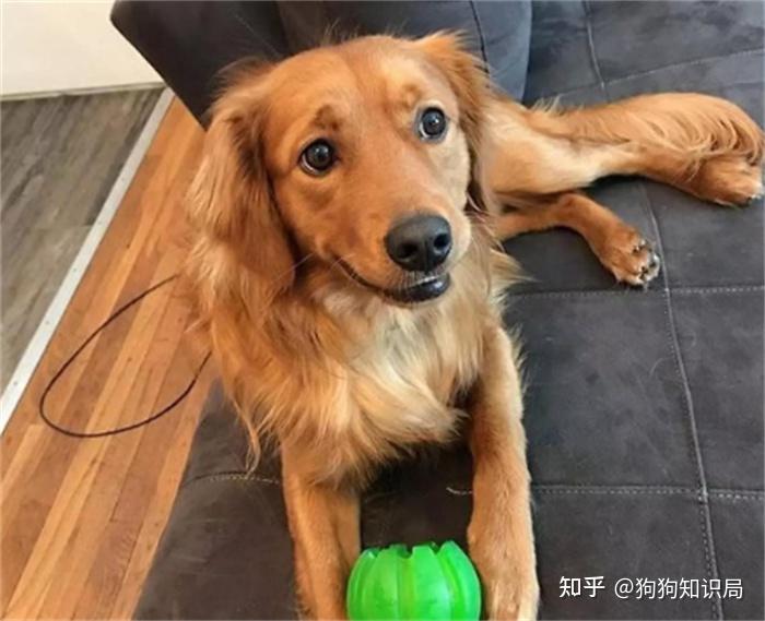 最全!常见的27种狗狗,你认识几种?