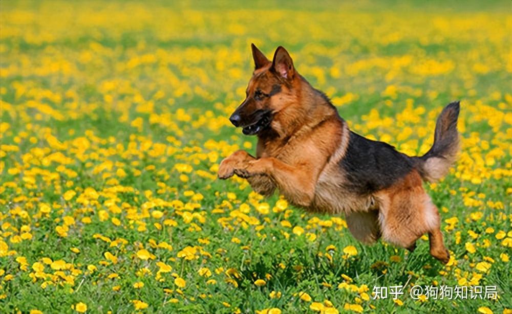 最全!常见的27种狗狗,你认识几种?