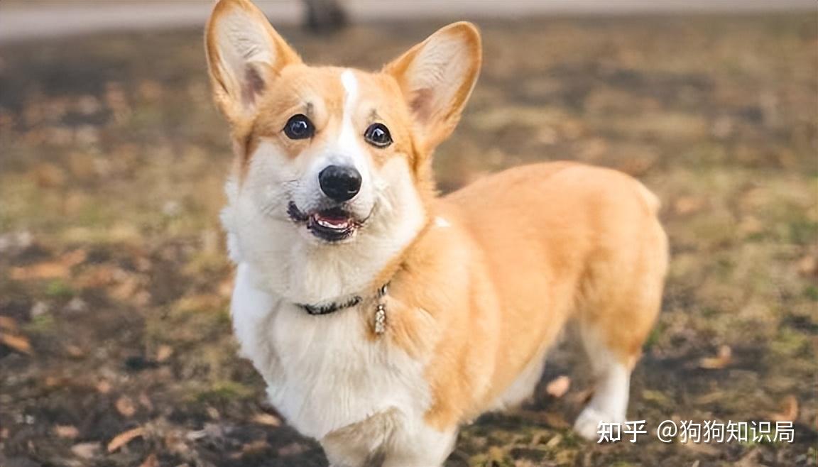 最全!常见的27种狗狗,你认识几种?