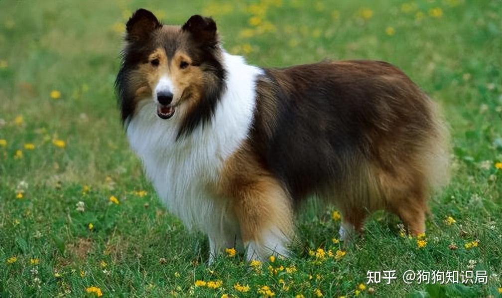 最全!常见的27种狗狗,你认识几种?