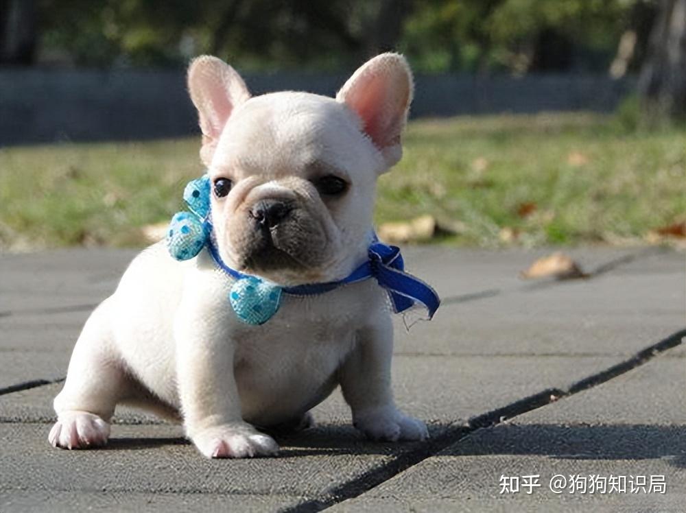 最全!常见的27种狗狗,你认识几种?