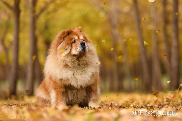 最全!常见的27种狗狗,你认识几种?