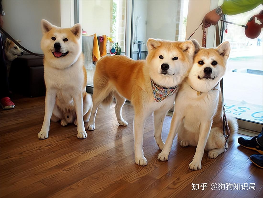 最全!常见的27种狗狗,你认识几种?