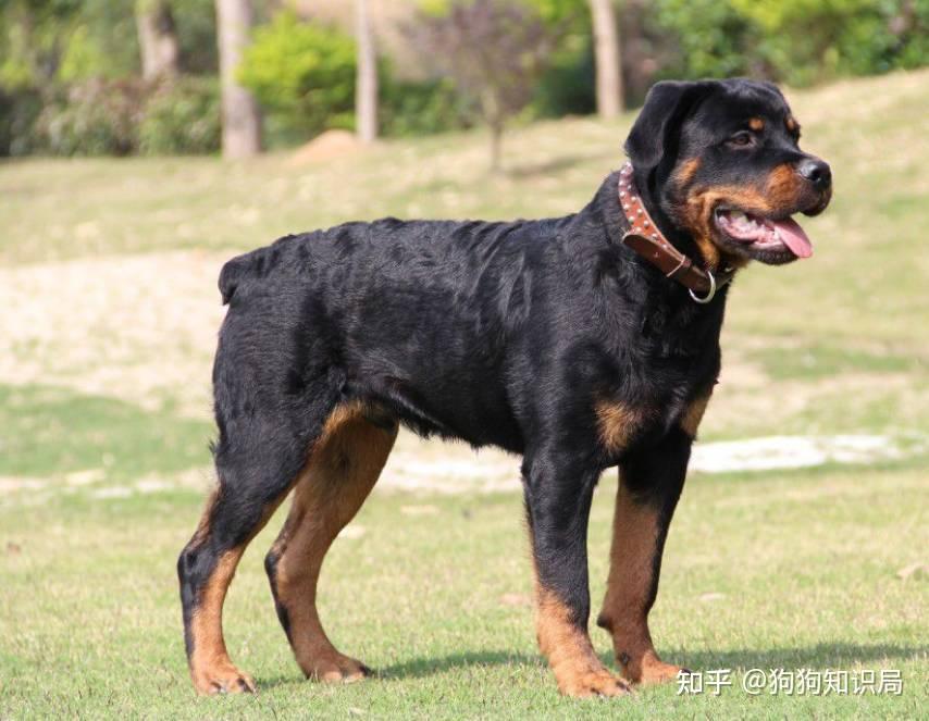 最全!常见的27种狗狗,你认识几种?