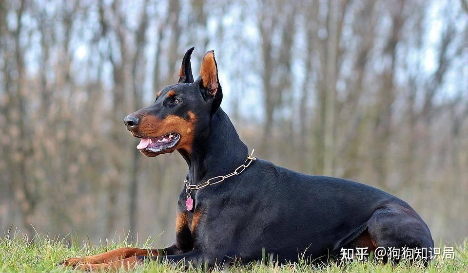 最全!常见的27种狗狗,你认识几种?