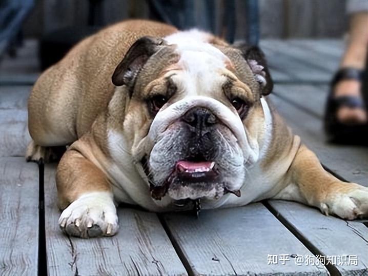 最全!常见的27种狗狗,你认识几种?