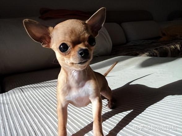 最全!常见的27种狗狗,你认识几种?