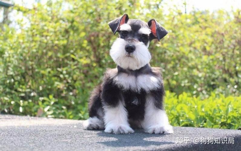 最全!常见的27种狗狗,你认识几种?