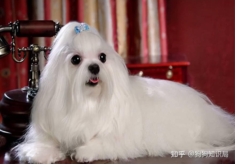 最全!常见的27种狗狗,你认识几种?