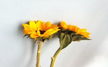 一、个人网站企业怎么注销