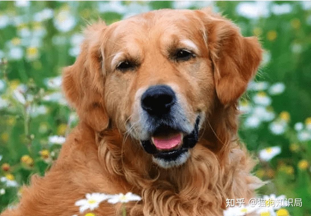 狗狗一生的5个阶段,你家狗处于哪个时期呢?