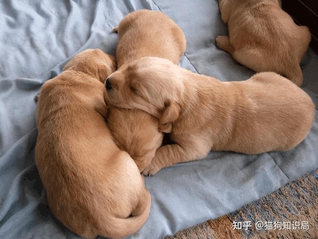 狗狗一生的5个阶段,你家狗处于哪个时期呢?