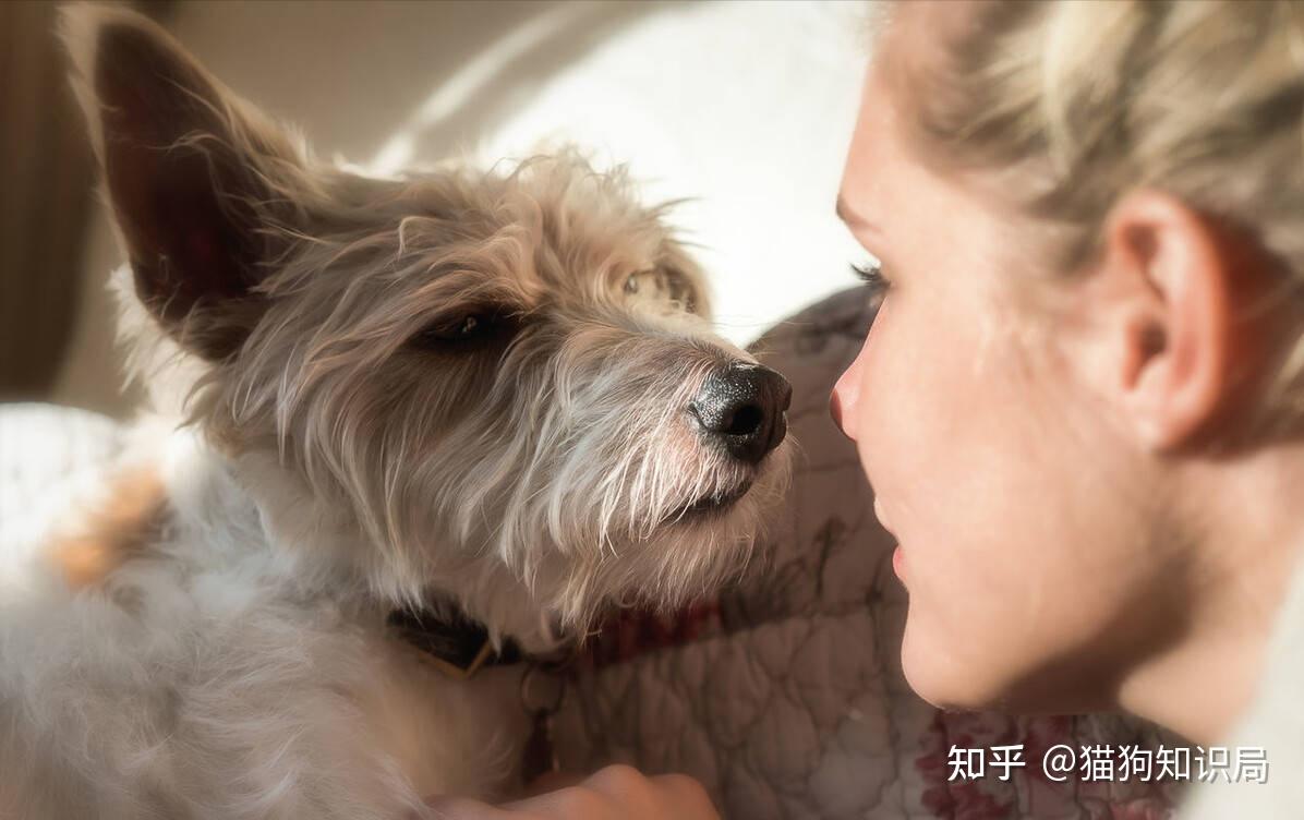 狗狗一生的5个阶段,你家狗处于哪个时期呢?