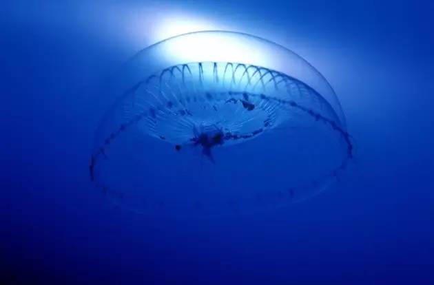 科学人物 | Nature：钱永健，一个照亮生物学的男人