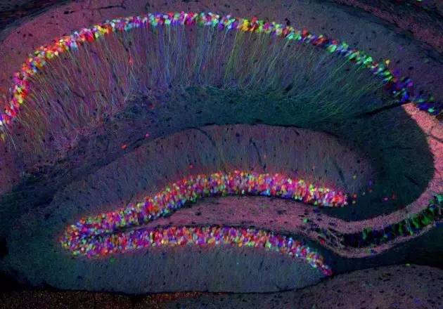 科学人物 | Nature：钱永健，一个照亮生物学的男人