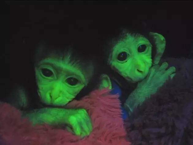 科学人物 | Nature：钱永健，一个照亮生物学的男人