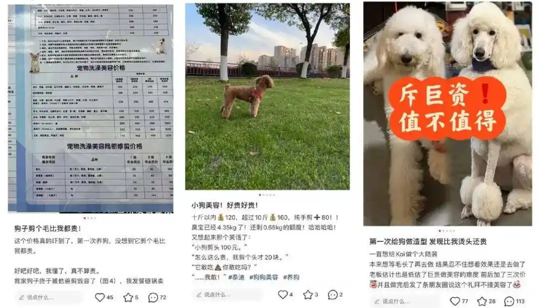 1亿猫猫狗狗的“洗剪吹”生意