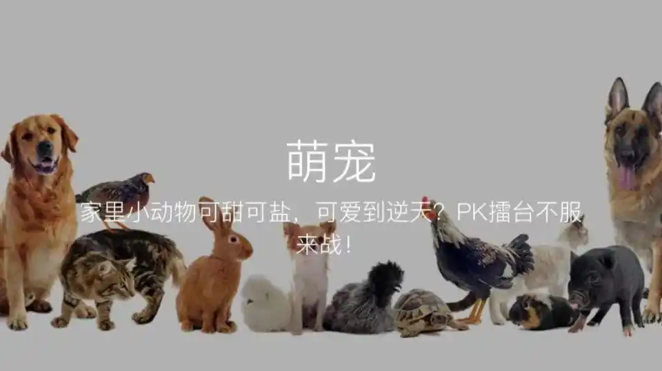 宠物上门喂养，98元一次，你会买单吗？