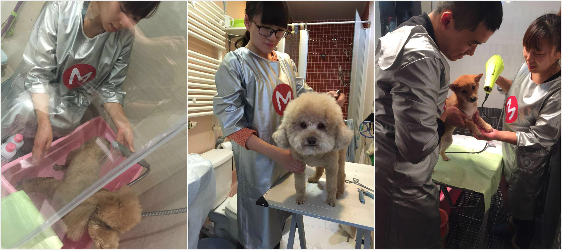 摸摸哒，宠物O2O服务从上门给汪星人洗澡开始