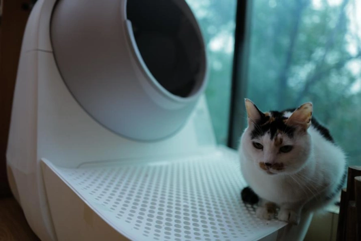 春节回家，“毛孩子”谁来管？宠物寄养、上门喂养、铲屎黑科技火爆