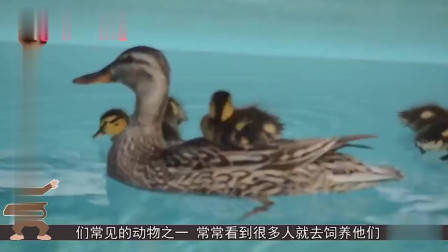 数码宝贝第四部：传说中十斗士的内战！被秒杀的零胜率究极天使兽