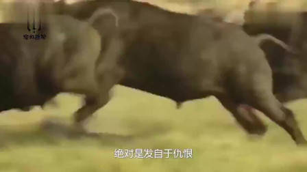 数码宝贝第四部：传说中十斗士的内战！被秒杀的零胜率究极天使兽