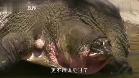 数码宝贝第四部：传说中十斗士的内战！被秒杀的零胜率究极天使兽