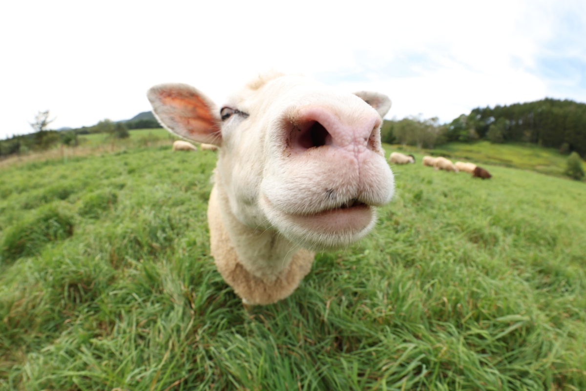 佳能发布两款新品镜头,售价公布并预计2月下旬发售