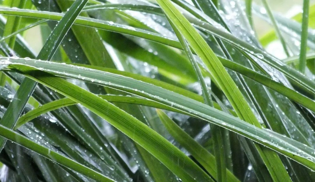 今日雨水，你不知道的养生秘诀！| 微健康