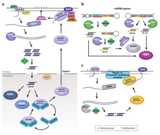 在转基因事件中，实验经常达不到预期的结果？