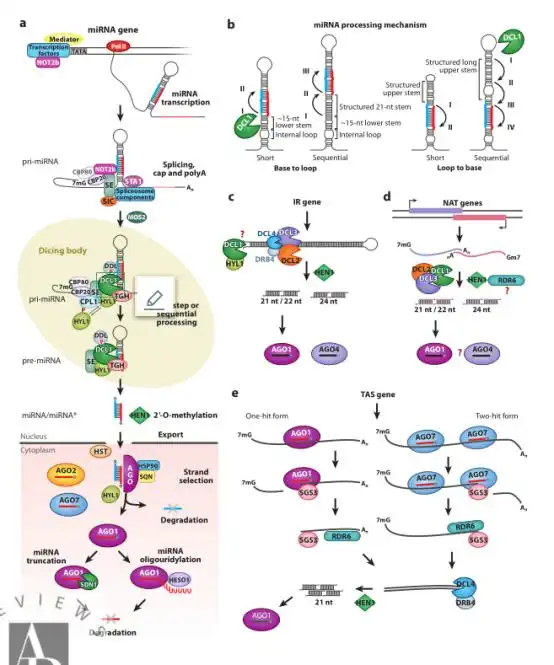 在转基因事件中，实验经常达不到预期的结果？