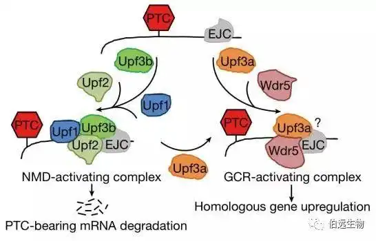 在转基因事件中，实验经常达不到预期的结果？