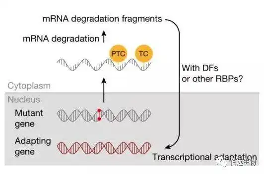 在转基因事件中，实验经常达不到预期的结果？